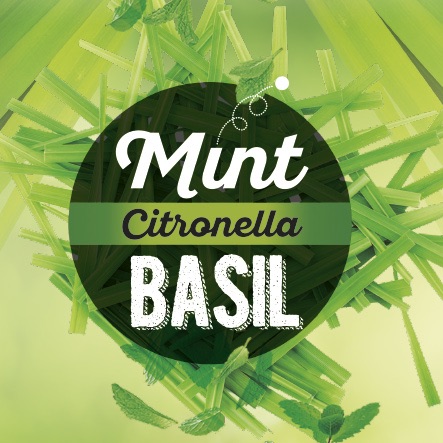 Mint, Citronella & Basil novedades